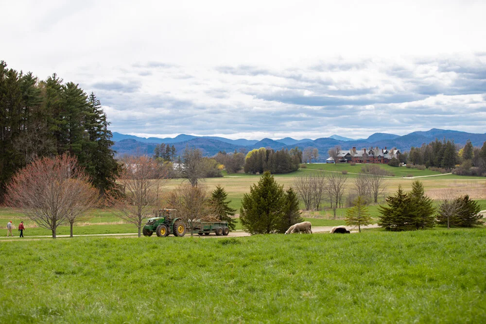 2020 May Sheep on Pasture with Inn Background SMW-8.jpg