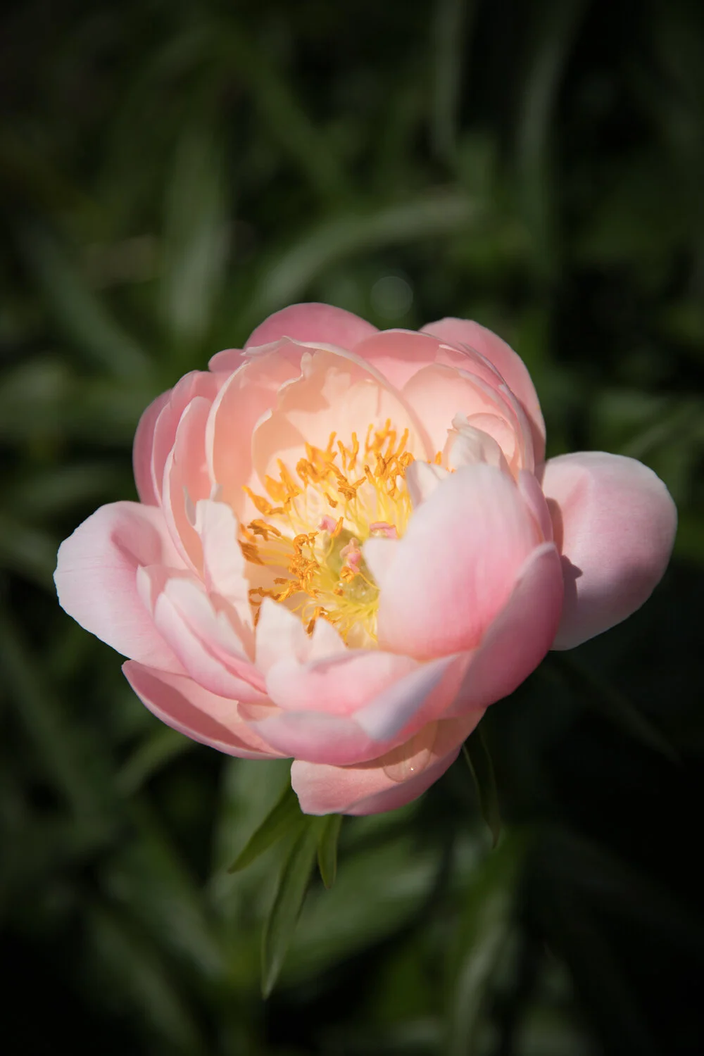 2018 June - Peonies at the Inn-4.jpg