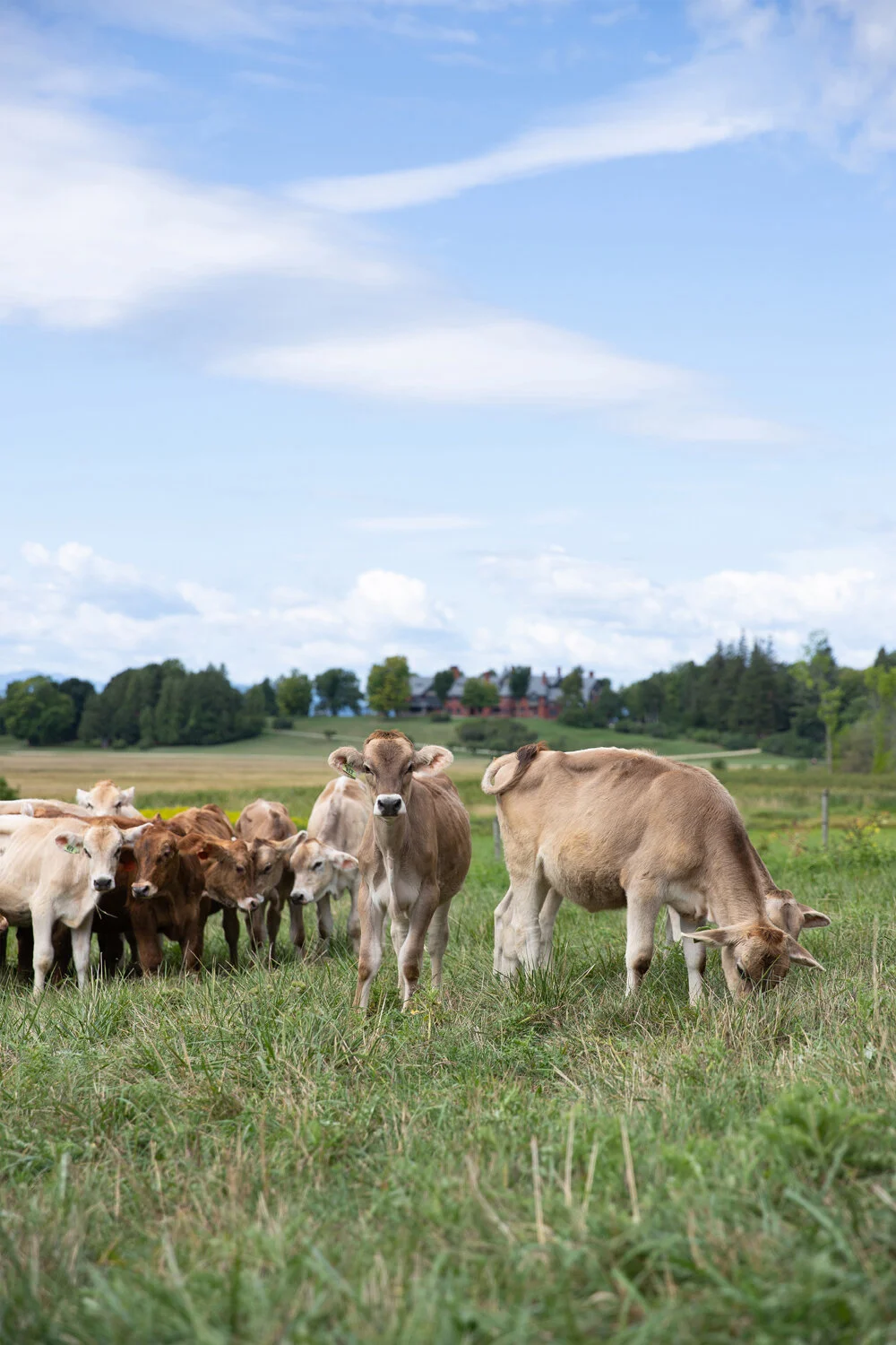 2018-August-cows-inn-19edit.jpg