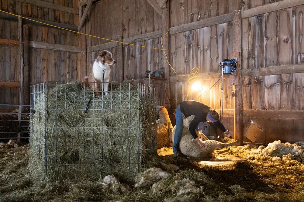 2019 Feb Sheep Shearing SMW-27.jpg