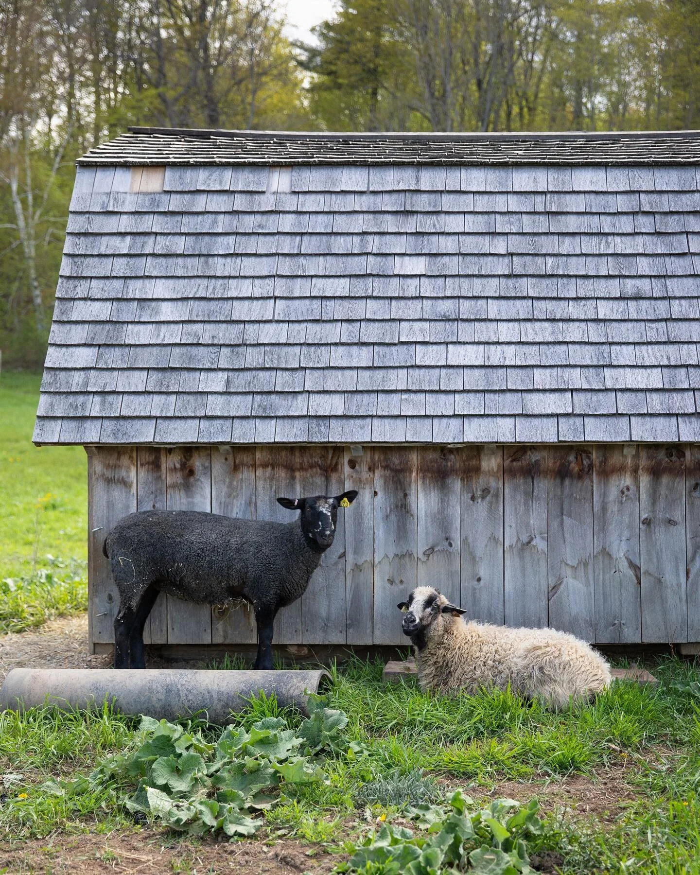 a little 2/5 flock portrait