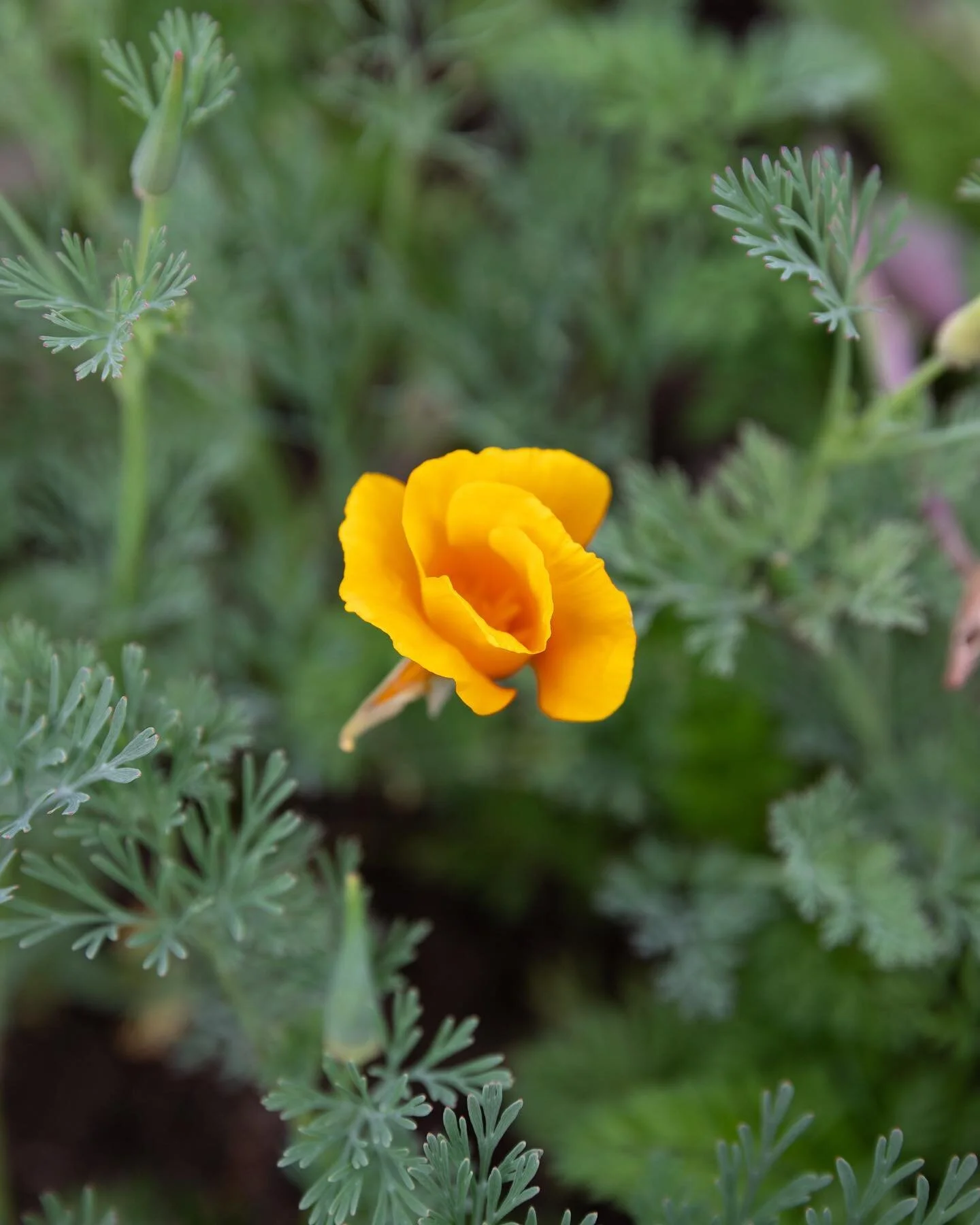 a little california poppy from shelburne farms to remind me to water the seeds I sprinkled in my front beds 🧡