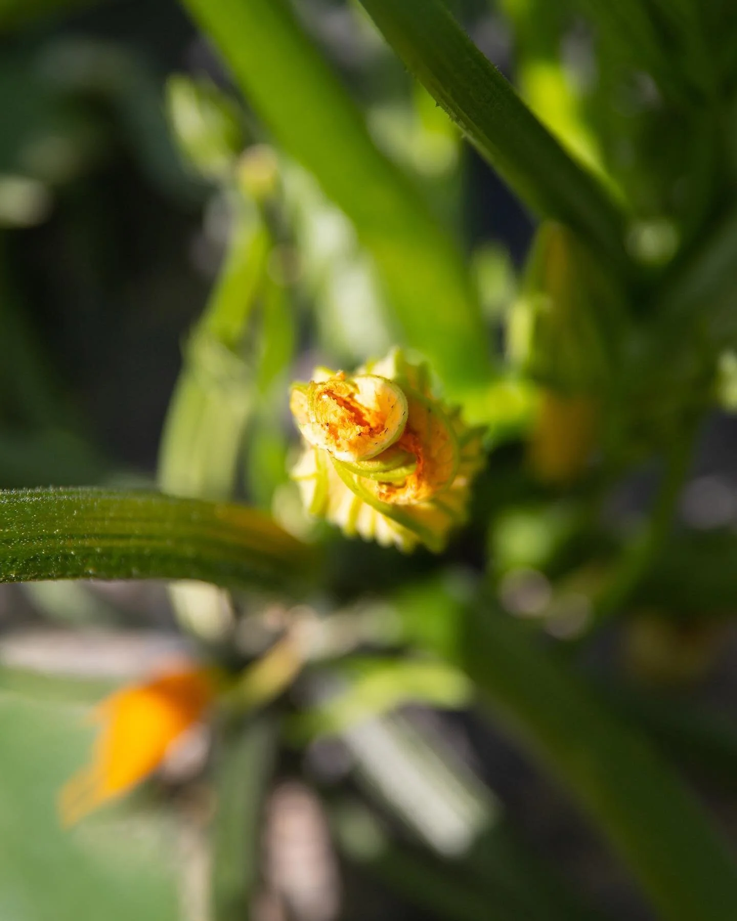 lil summer swirl 🍭