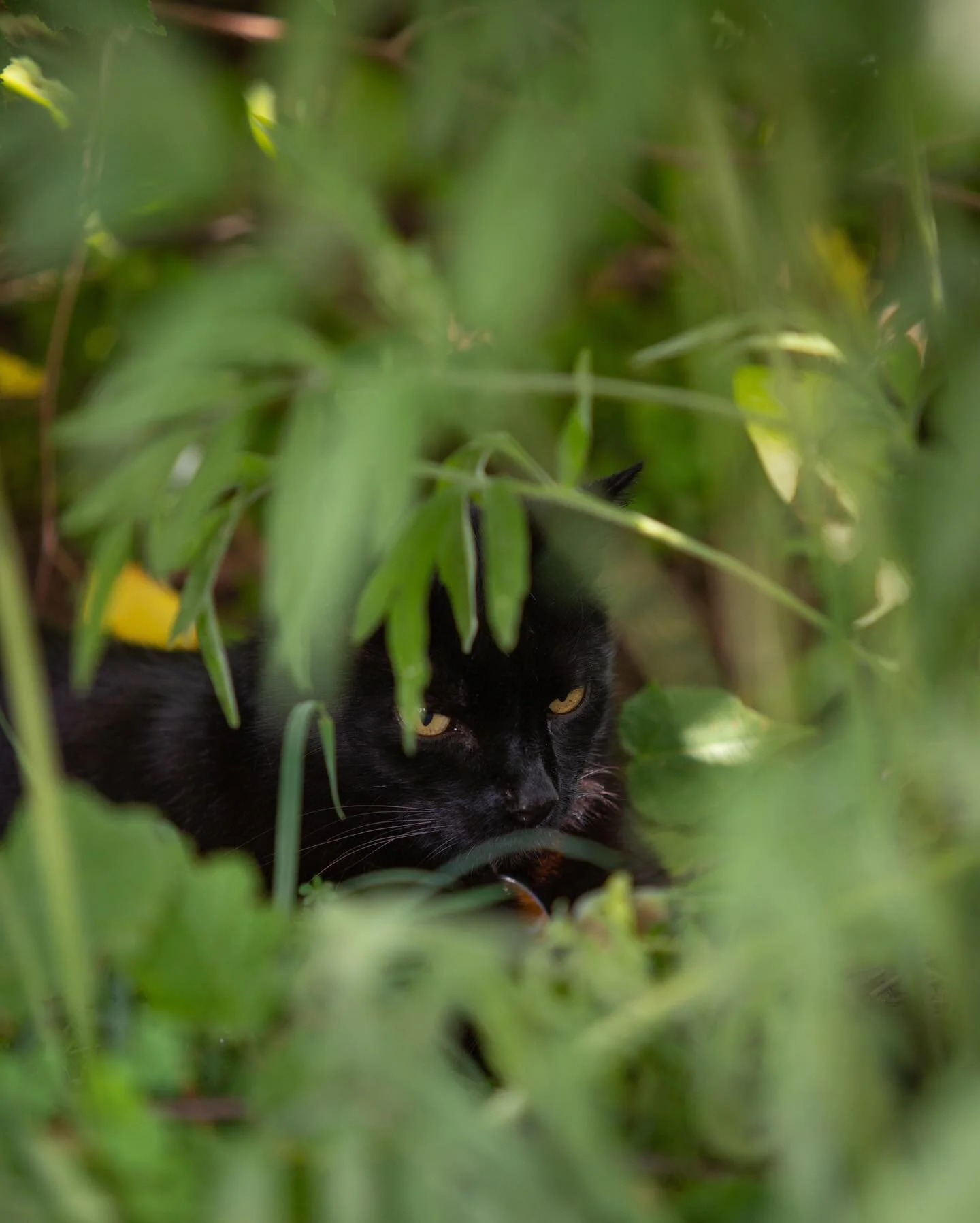 Fanta, Fanta, burning bright 🔥