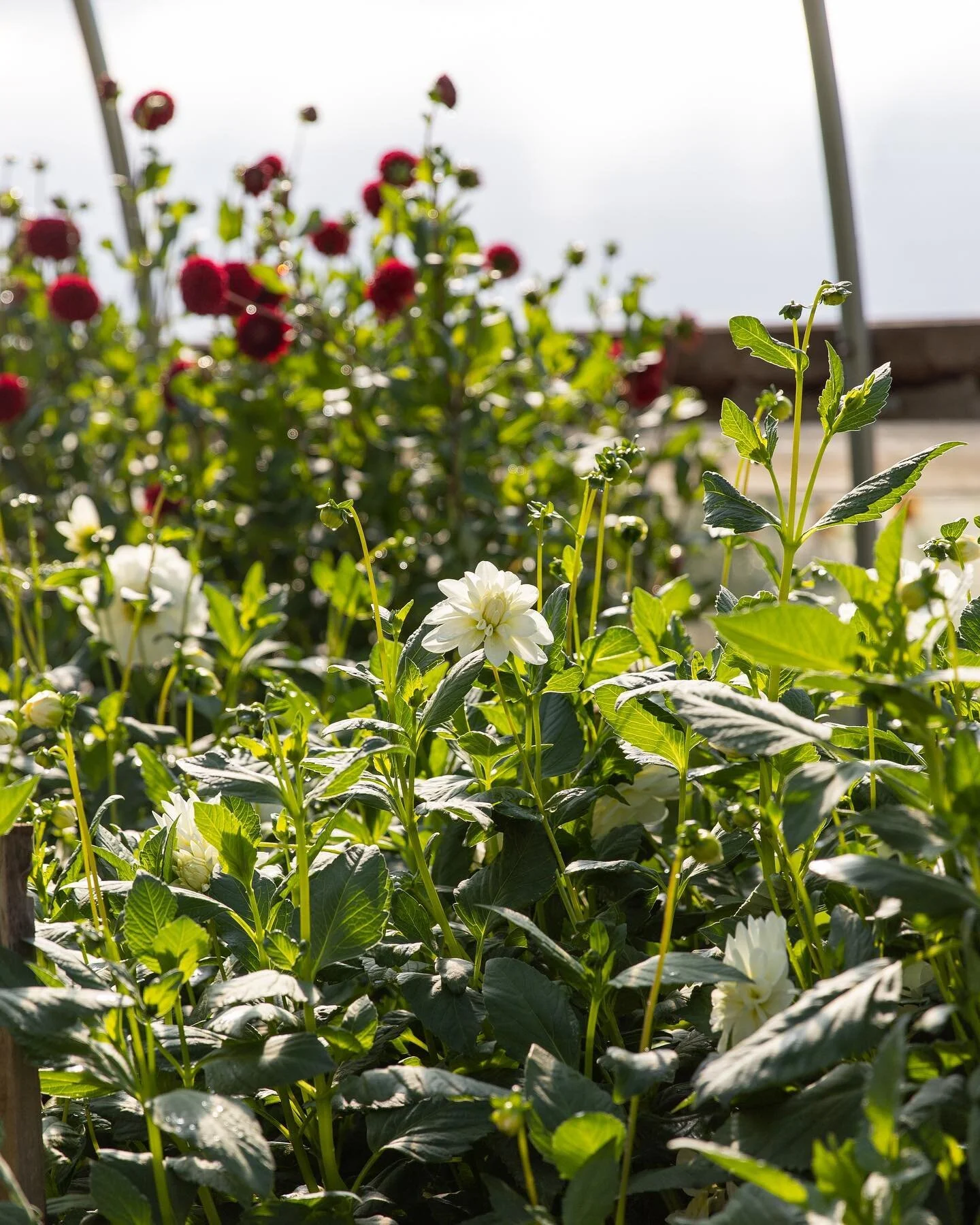 More from the tunnel 💃🏻