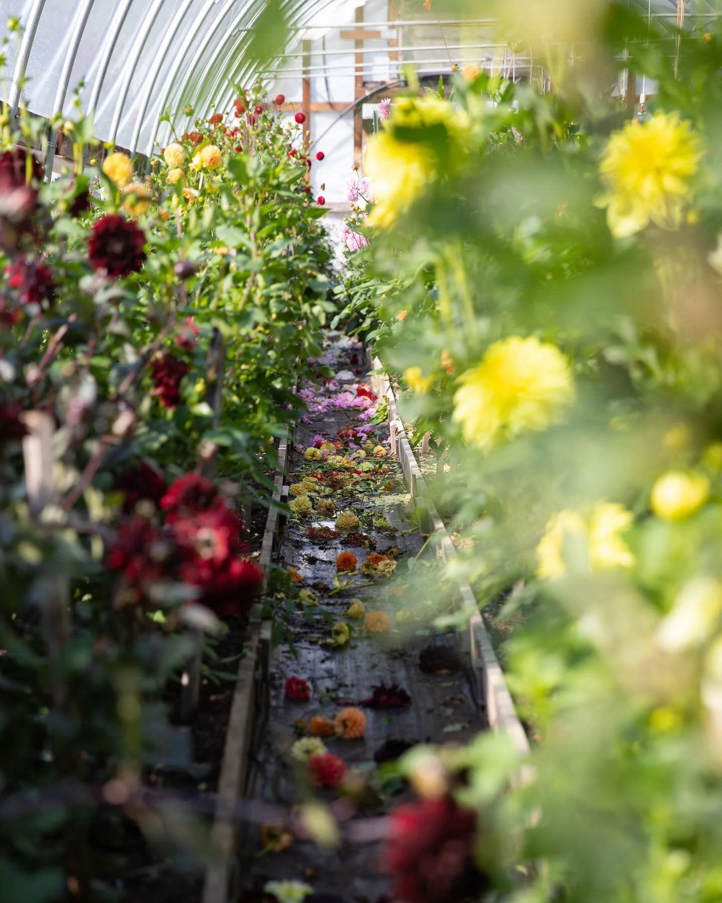 The dahlia tunnel may be one of the most underrated views at @shelburnefarms...