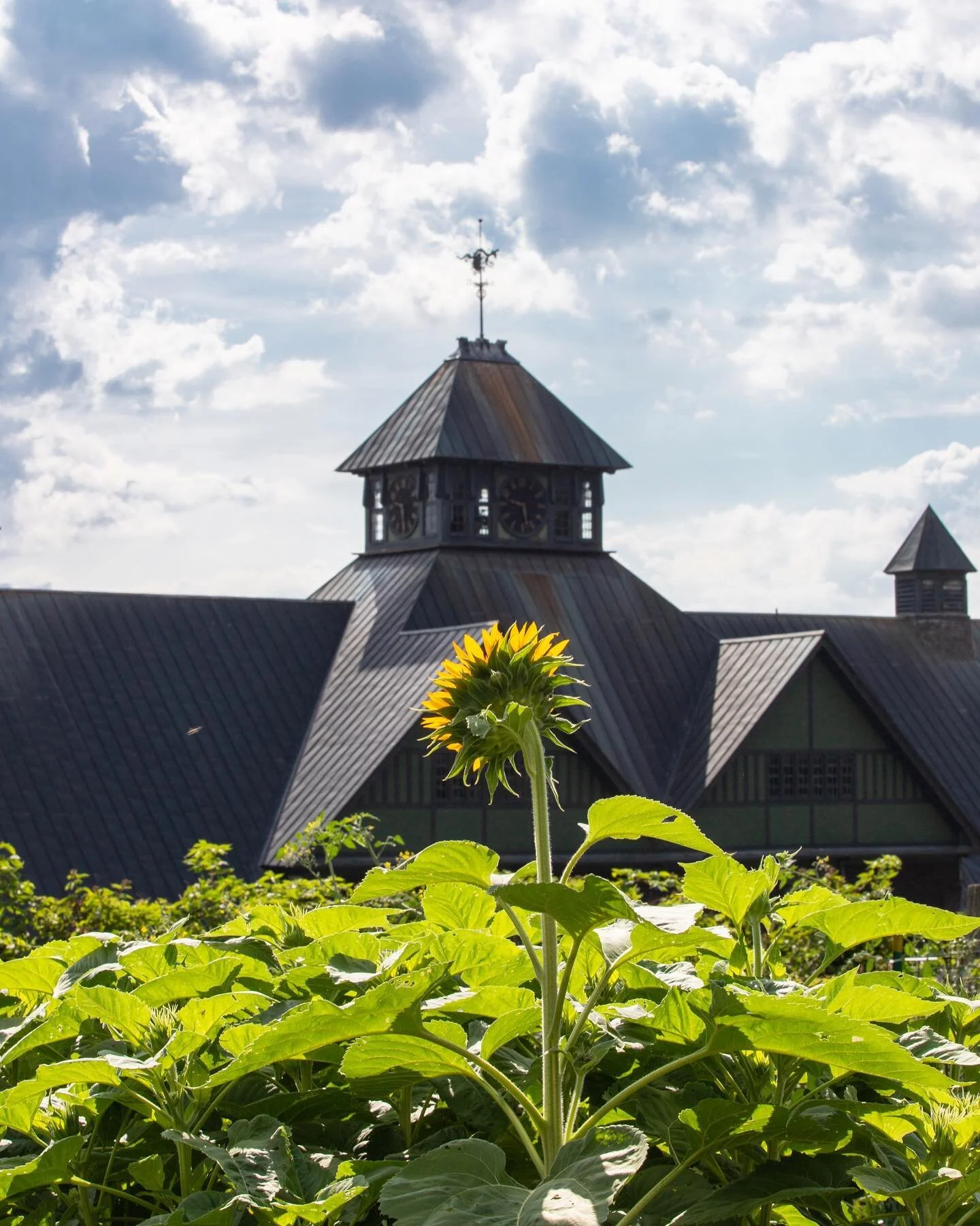 July 2020 &bull;🌻 Farm Barn Education Gardens