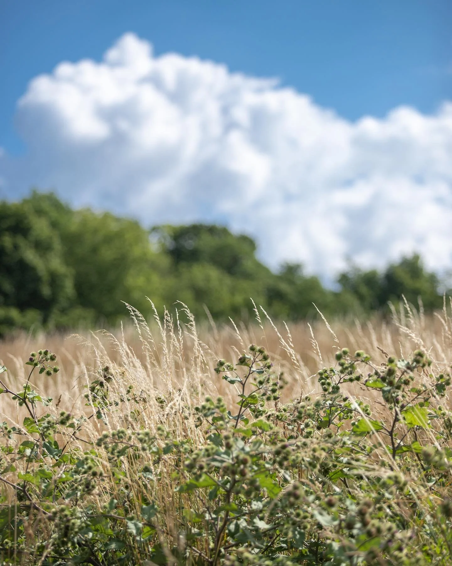 July 2020 &bull; A hot, hazy day below Adirondack Field at #shelburnefarms