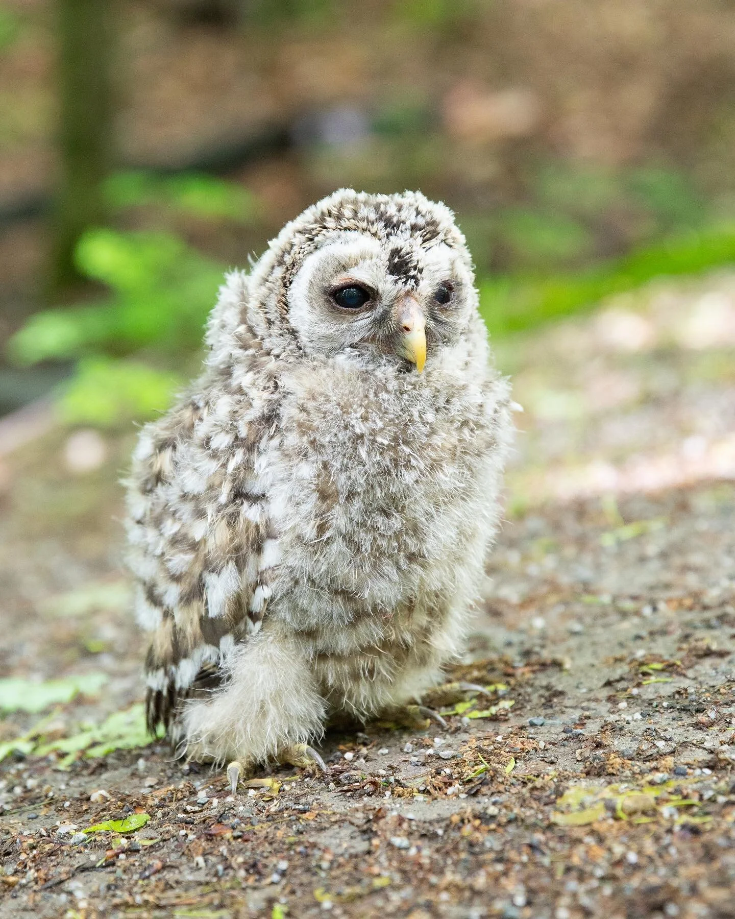 May 2019 &bull; @raptorsinvt rescue at #shelburnefarms