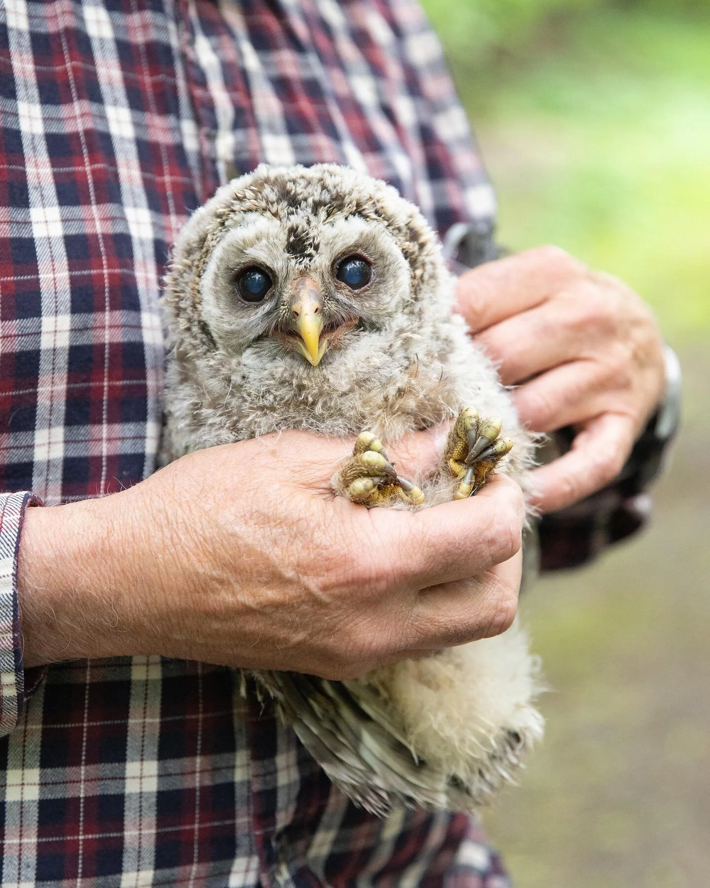 May 2019 &bull; @raptorsinvt rescue at #shelburnefarms (l👀k at those feet!)