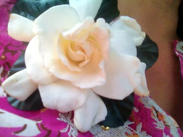 Spring flowers for our Tia