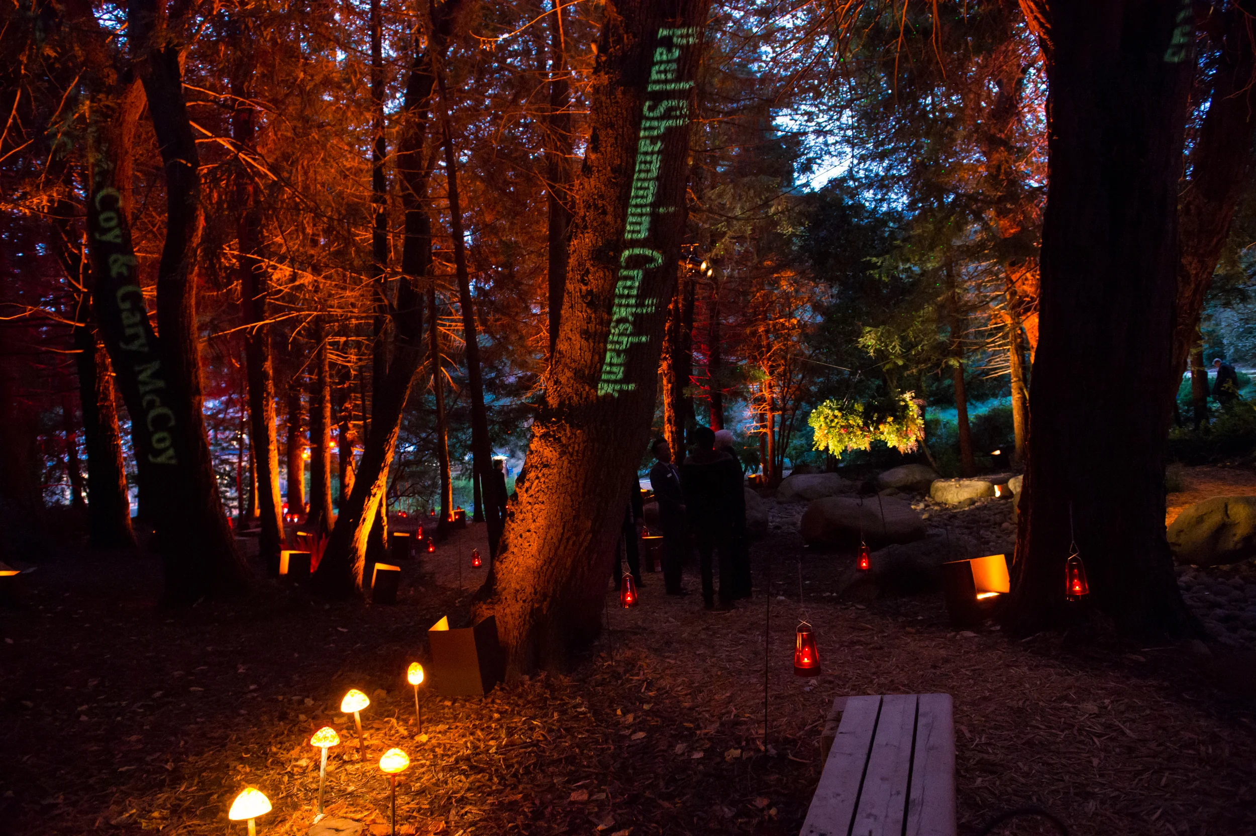 Light in the Grove 2015