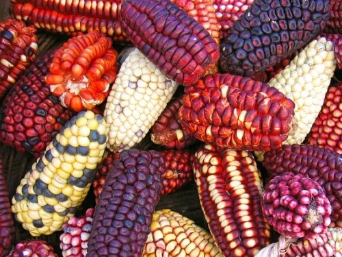 The Gentrification of Corn