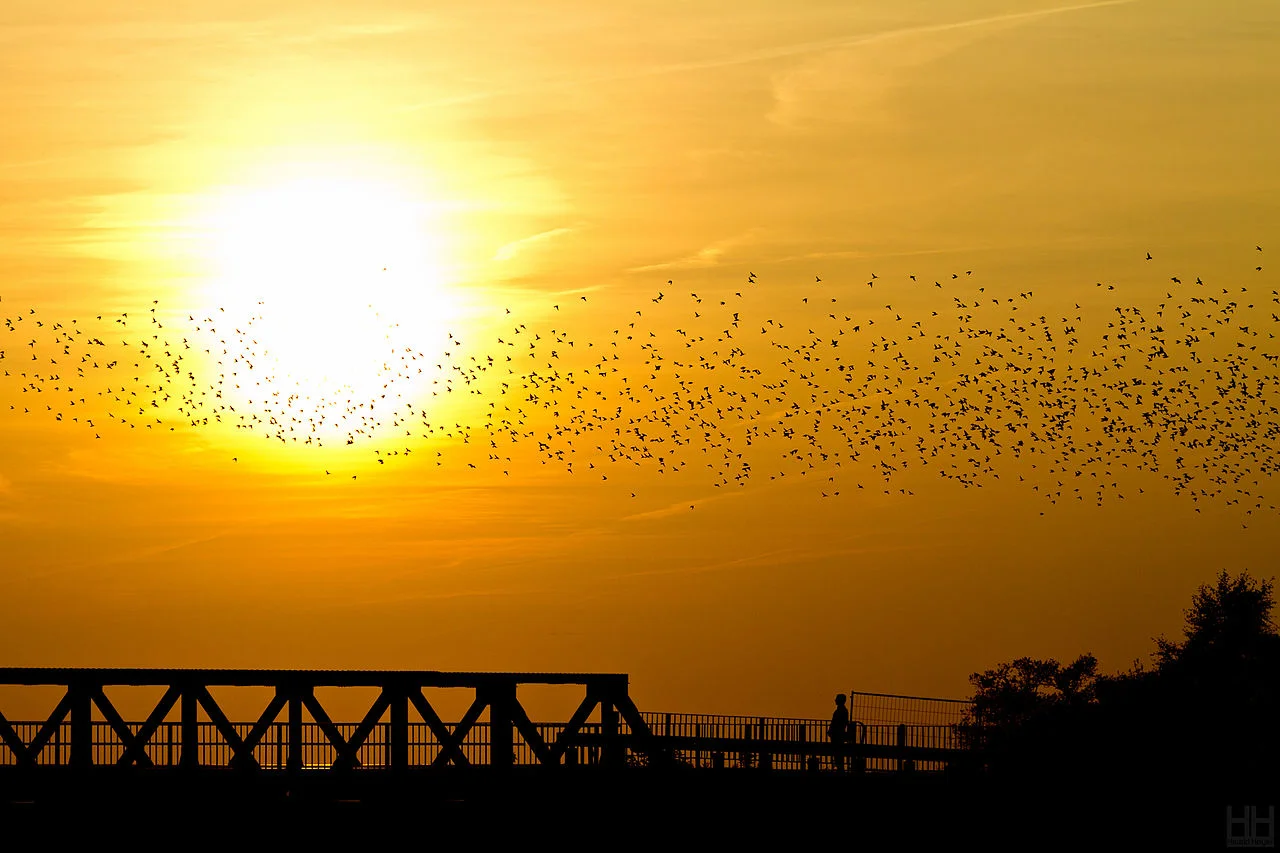 Swallow_Swarm_Sun.jpg