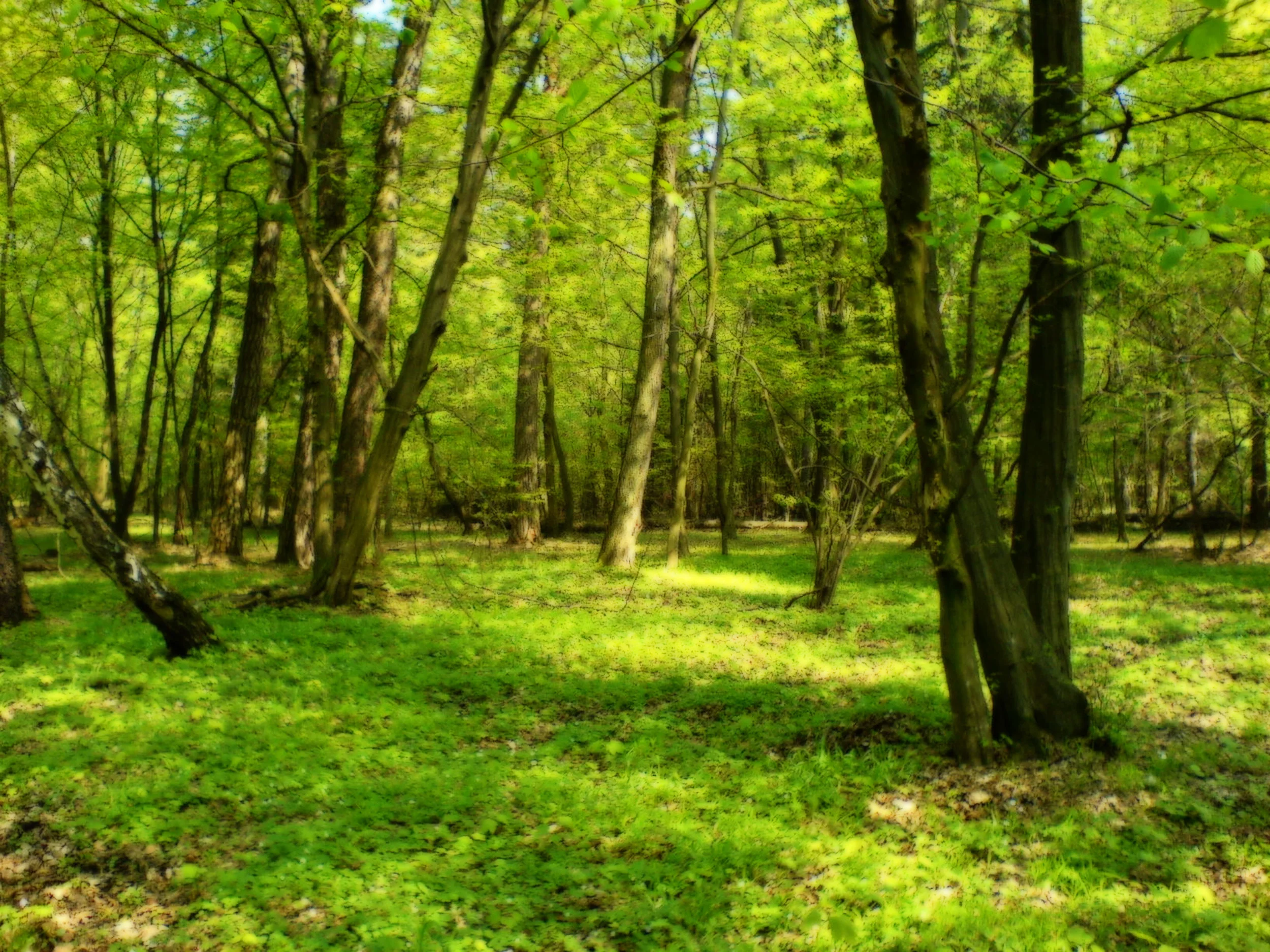 forest-hd.jpg