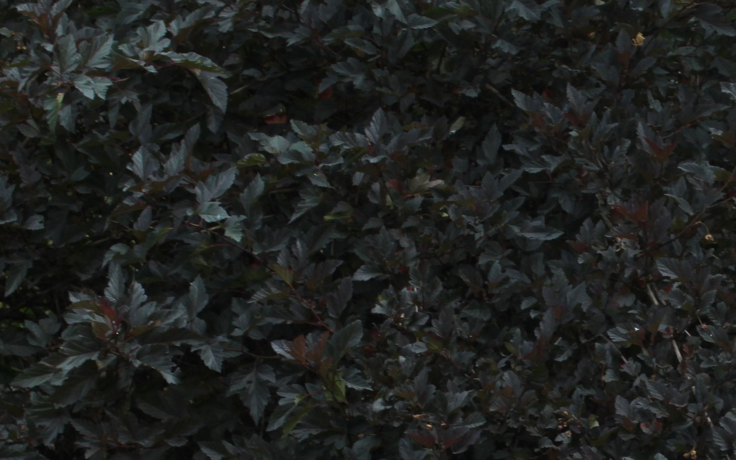 close red leaves 16:10 5795.jpg