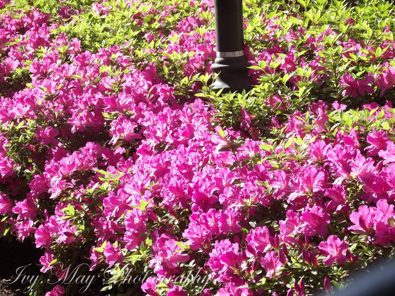 Ivy.May Celebrates Springtime