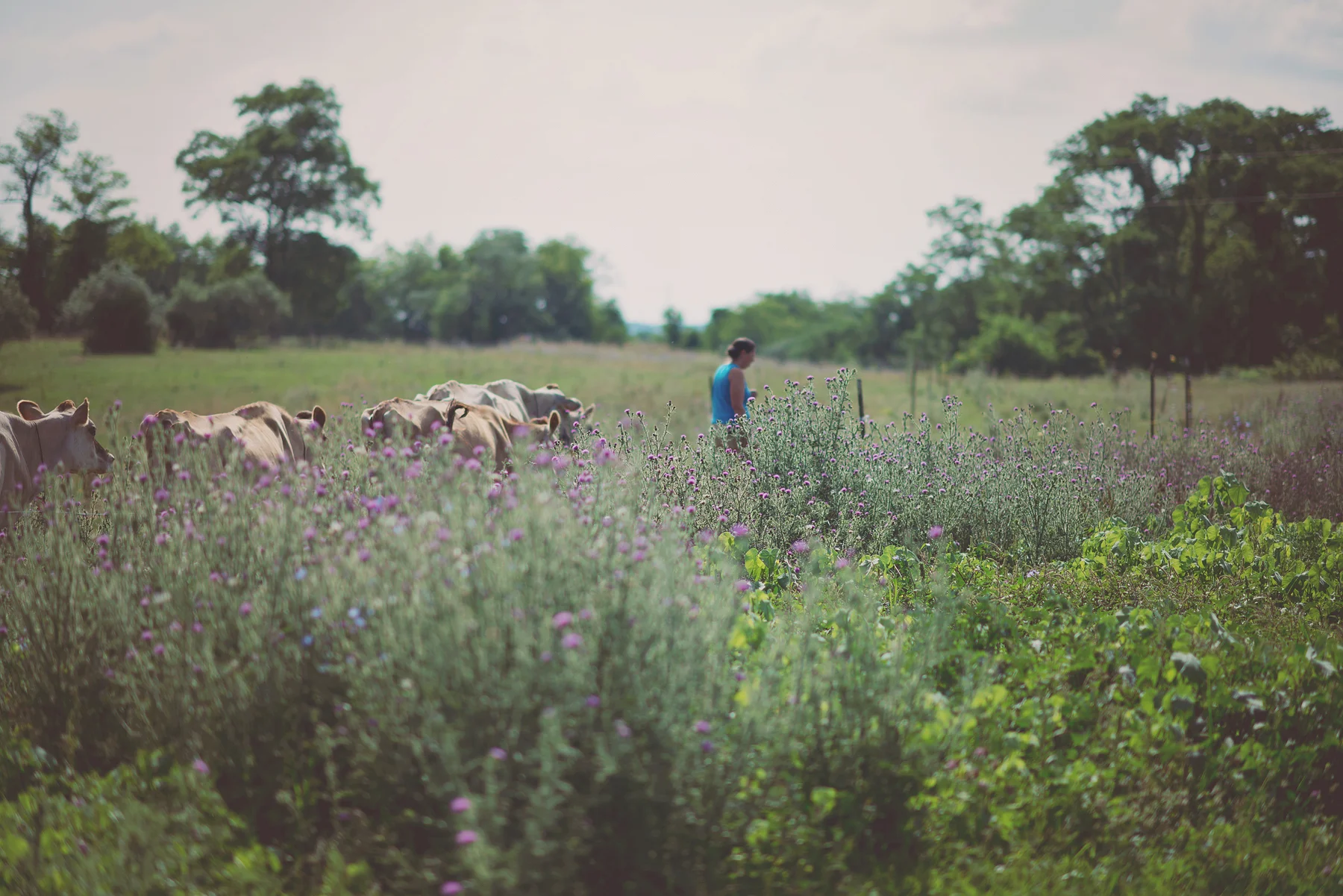 Keswick Creamery