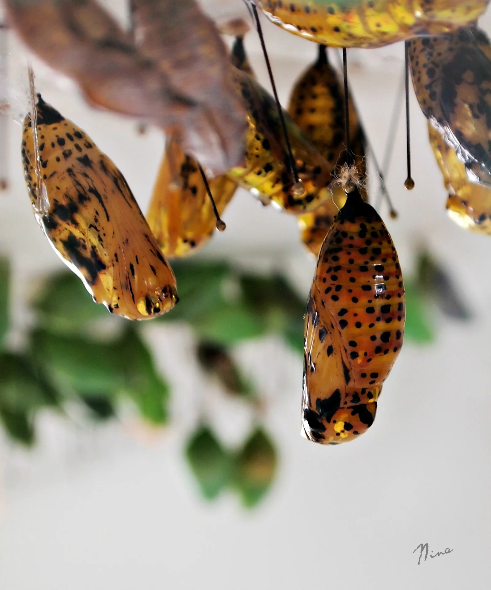 Chrysalis