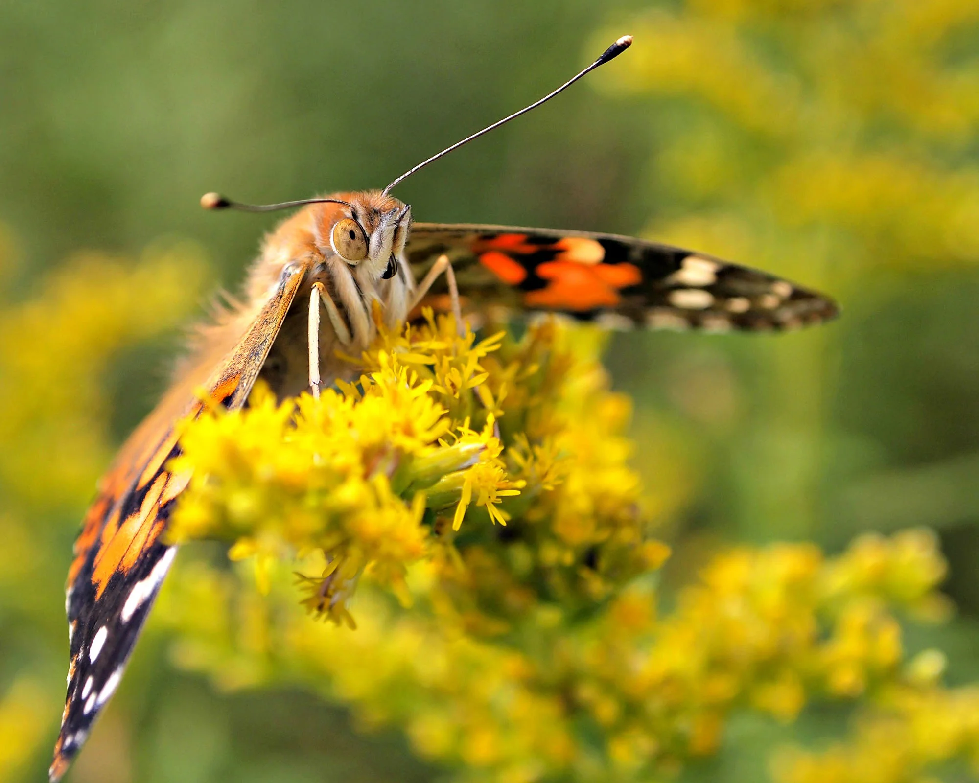 Golden Rod Lover