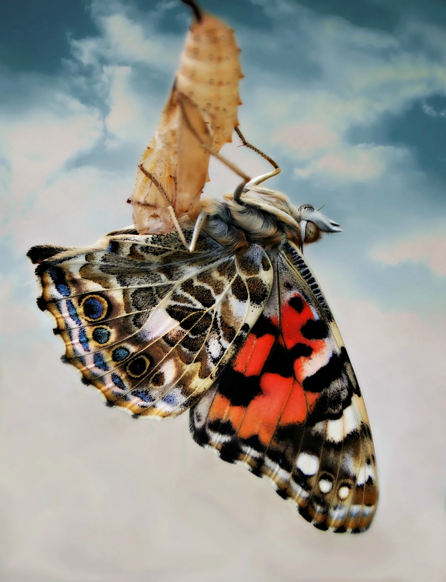 Emergence