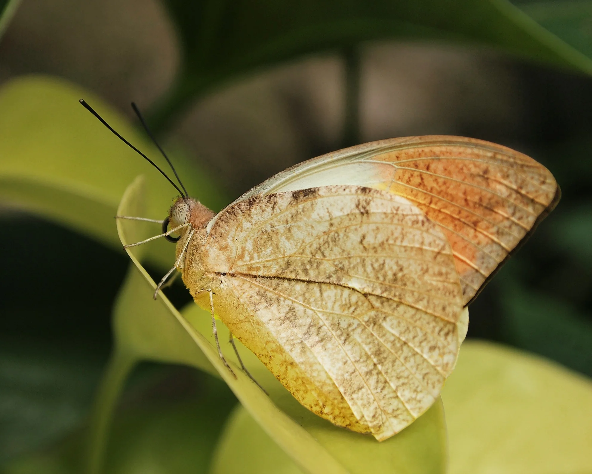 Orange Tip