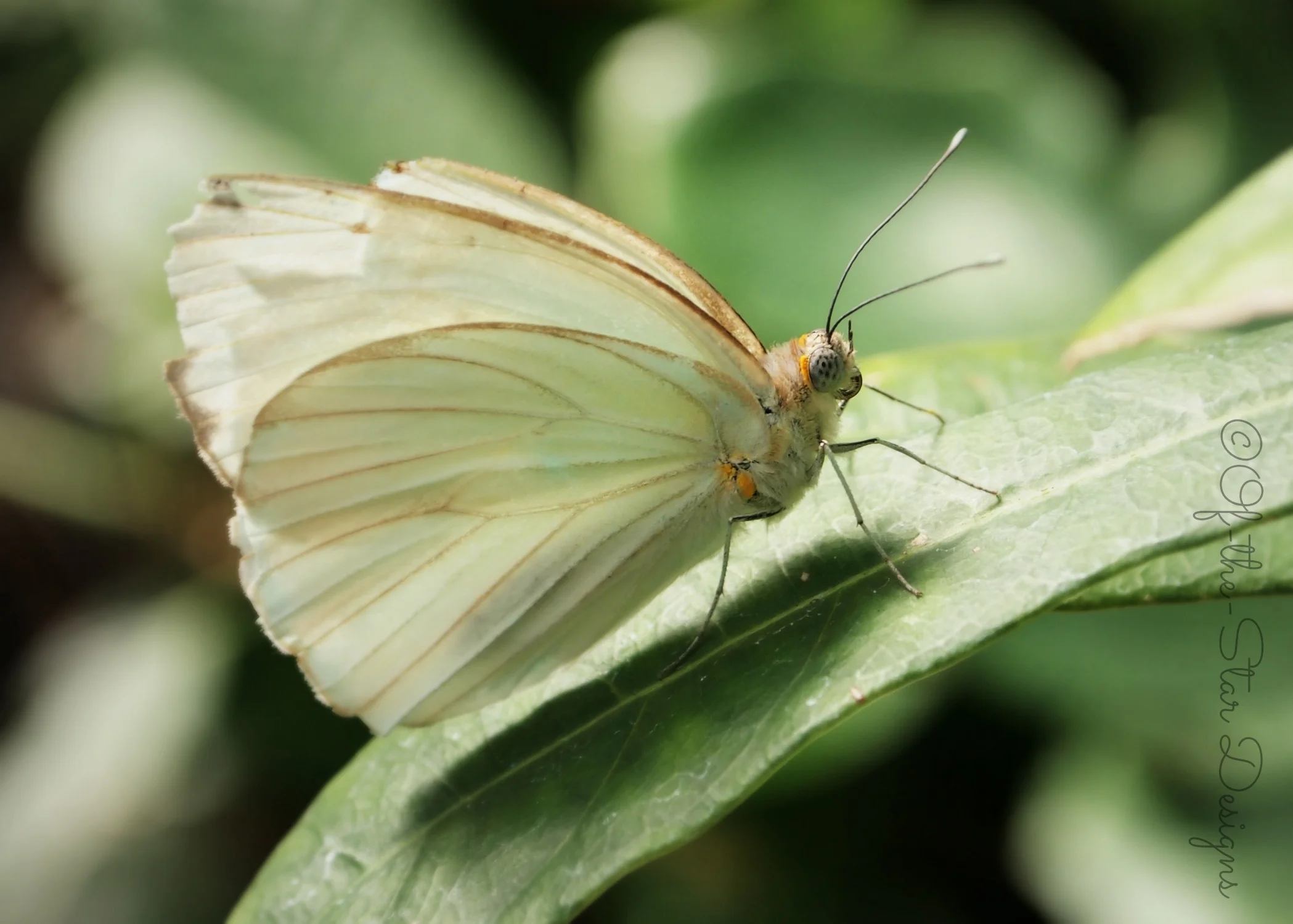 White Magic