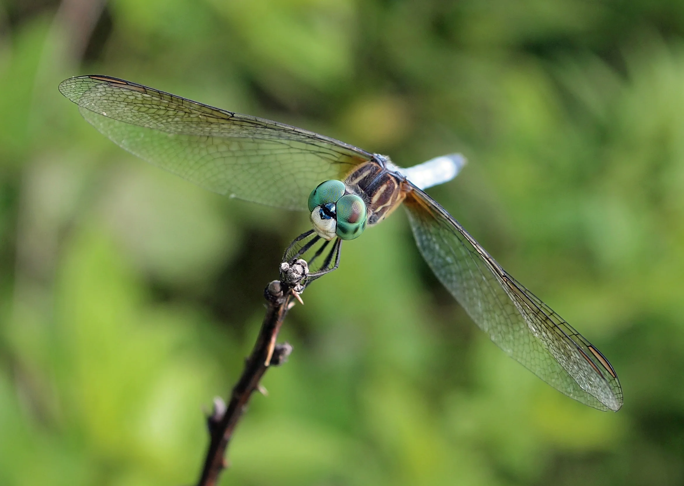 dragonfly.jpg