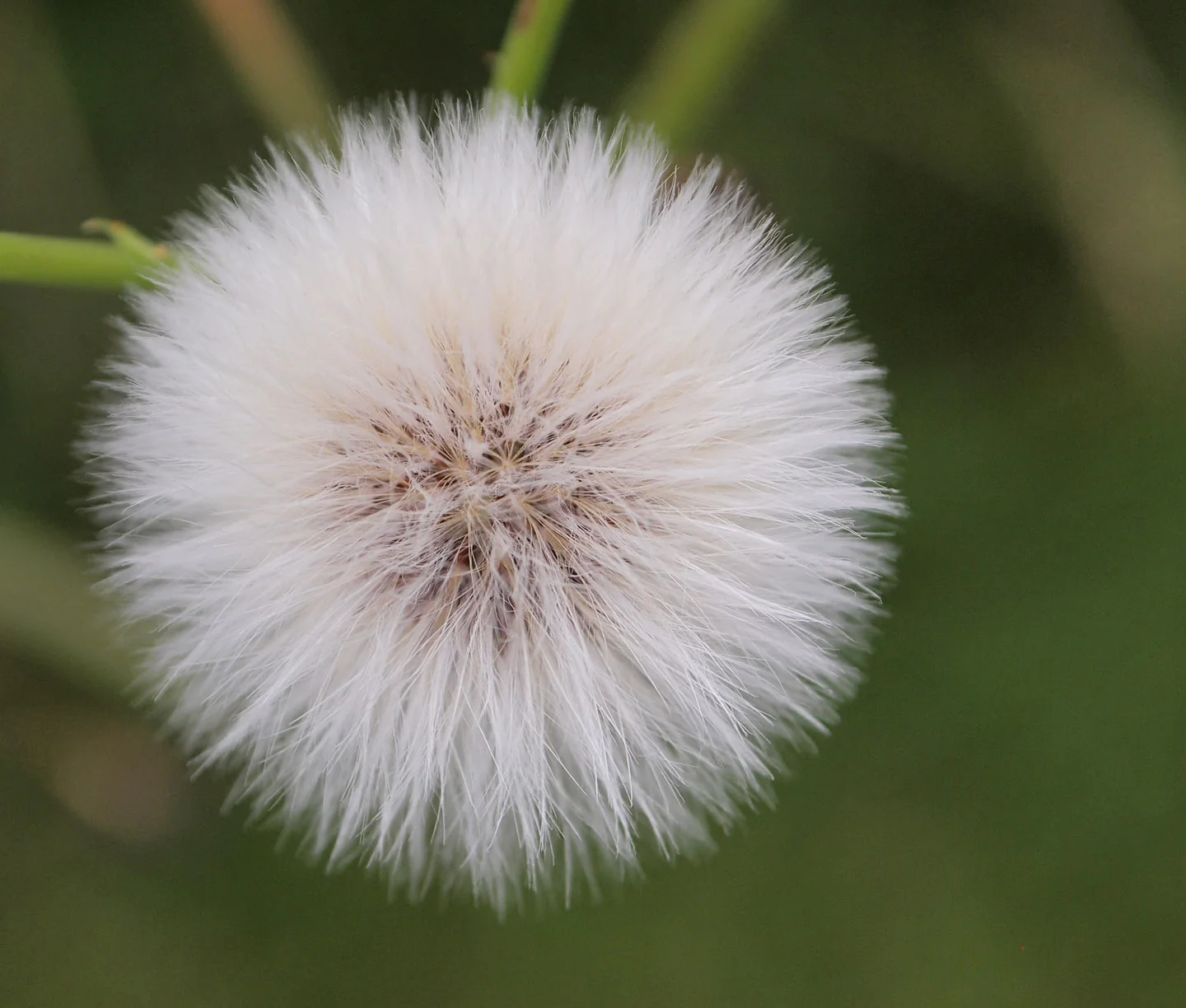 fluff.jpg
