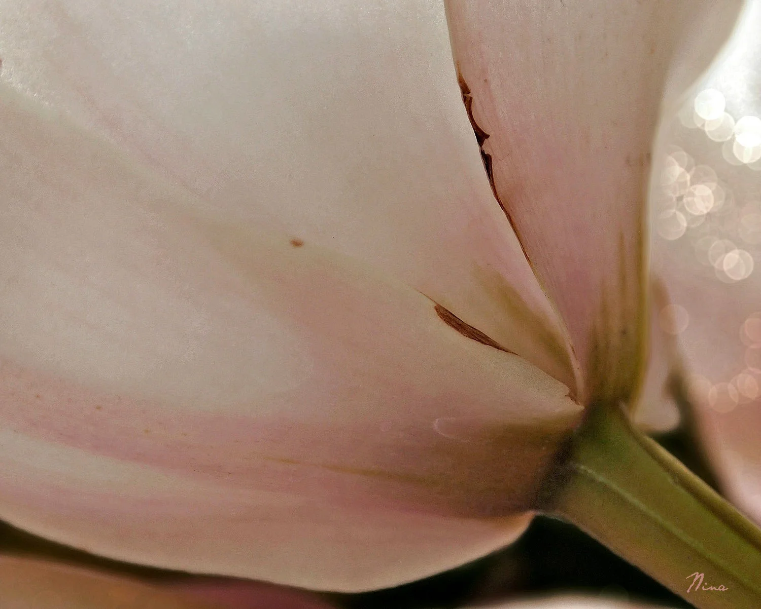 orchidpale111.jpg