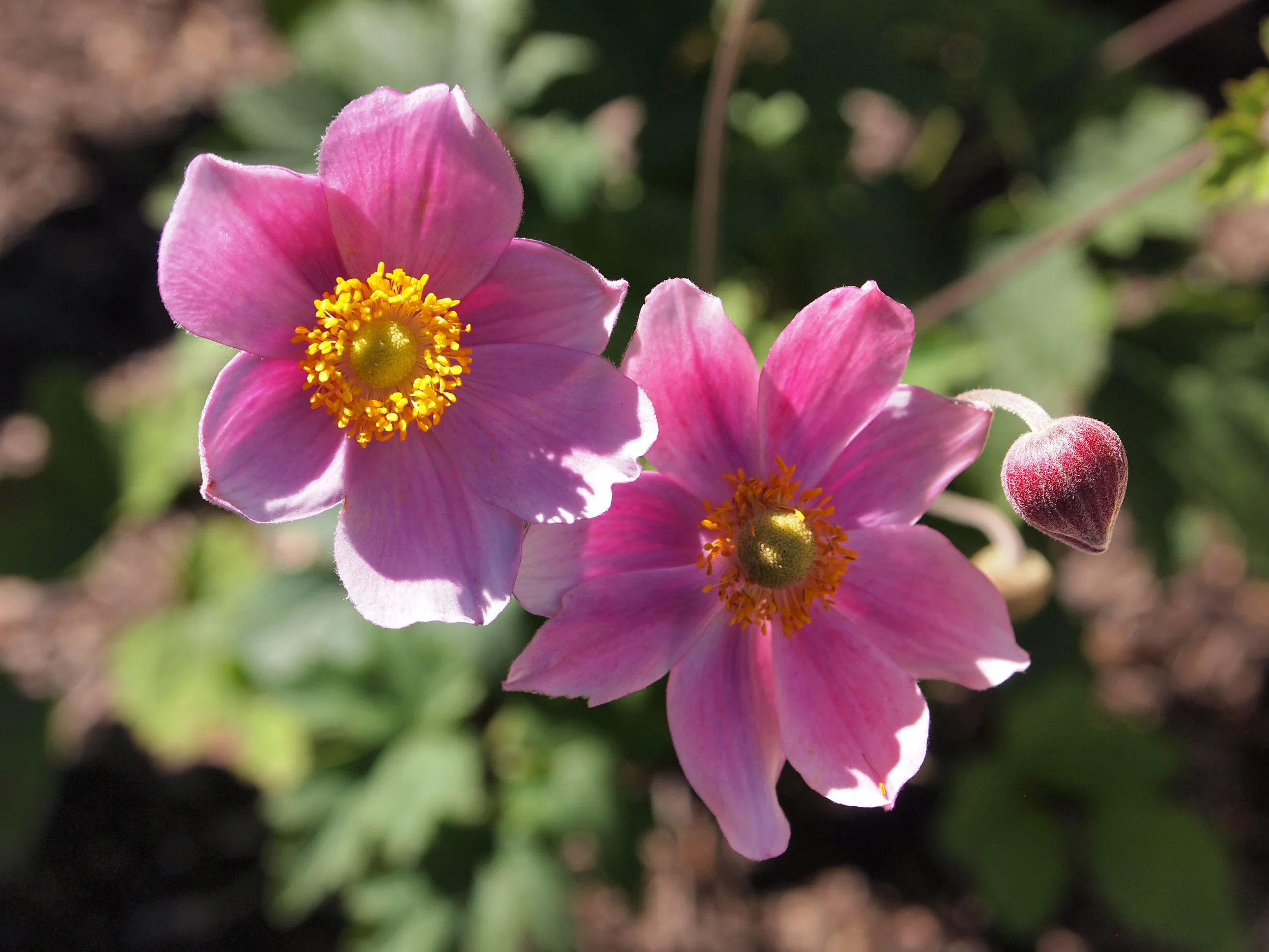 PINK POPPIES.jpg