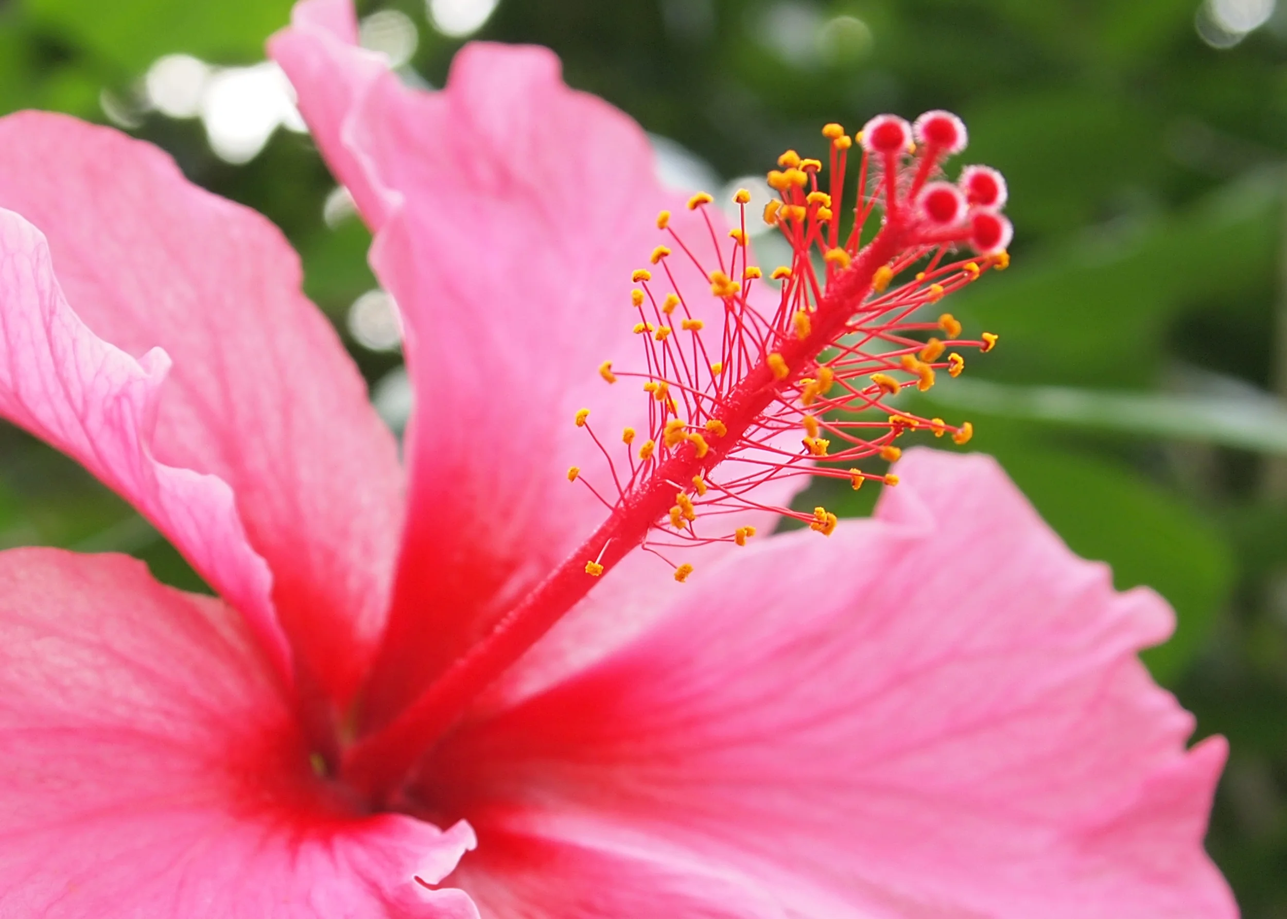 pinkhibiscus.jpg