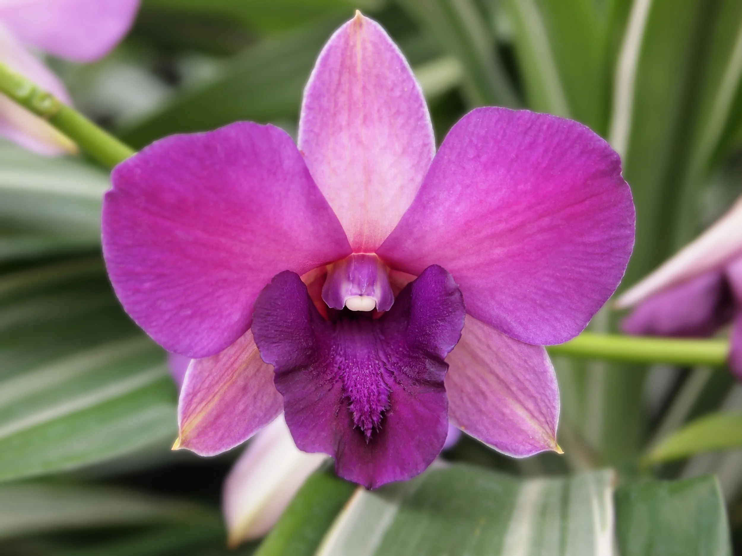 PurpleOrchid.jpg
