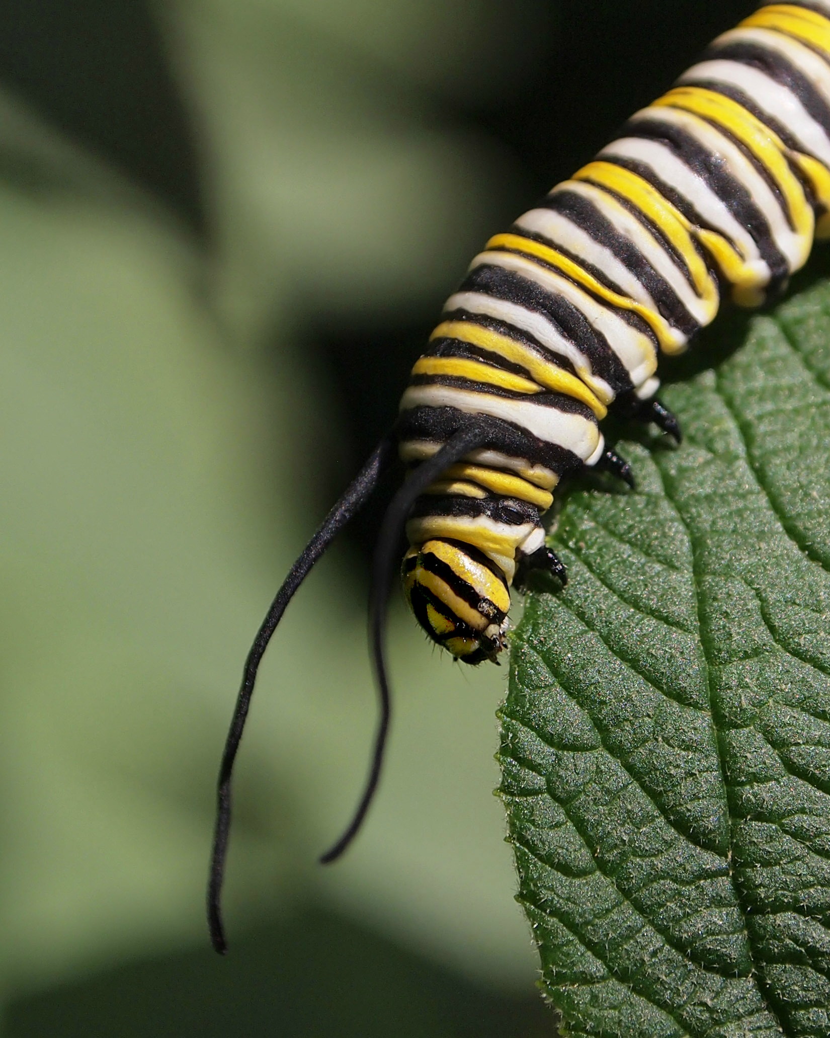 Monarch Caterpillar
