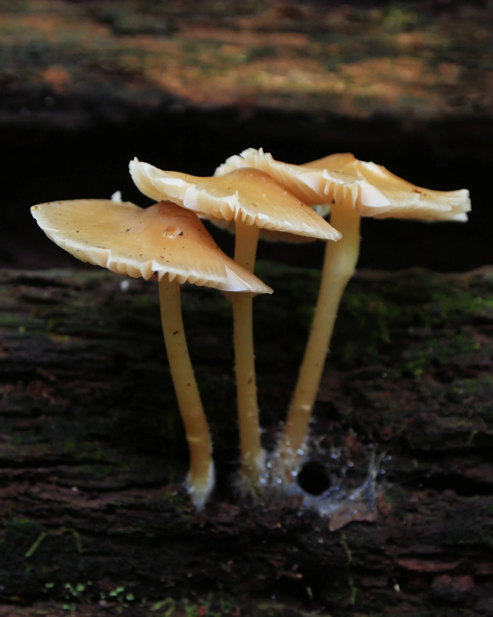 3littlemushrooms.jpg