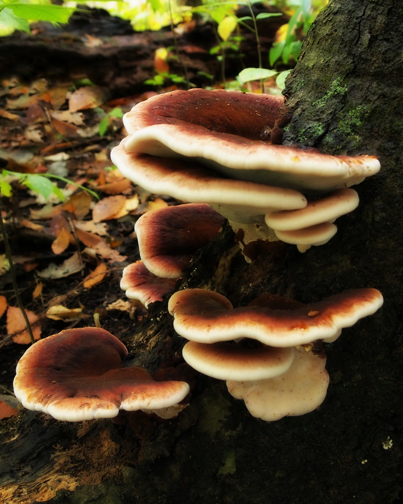 fungishelforton.jpg