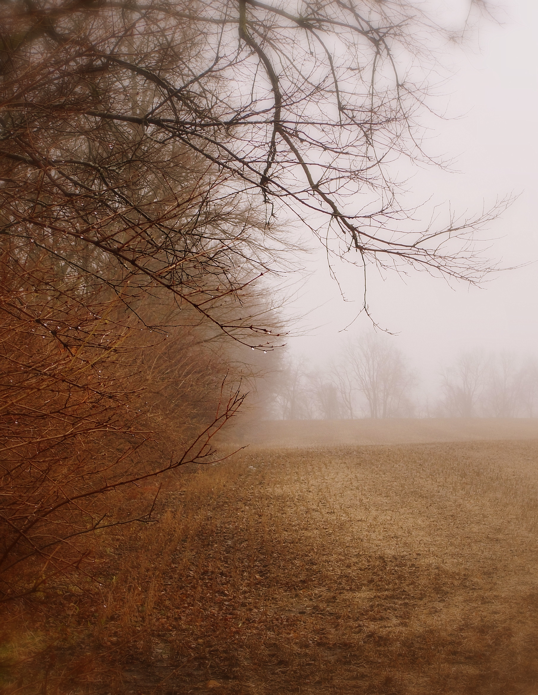 foggyfenceline.jpg