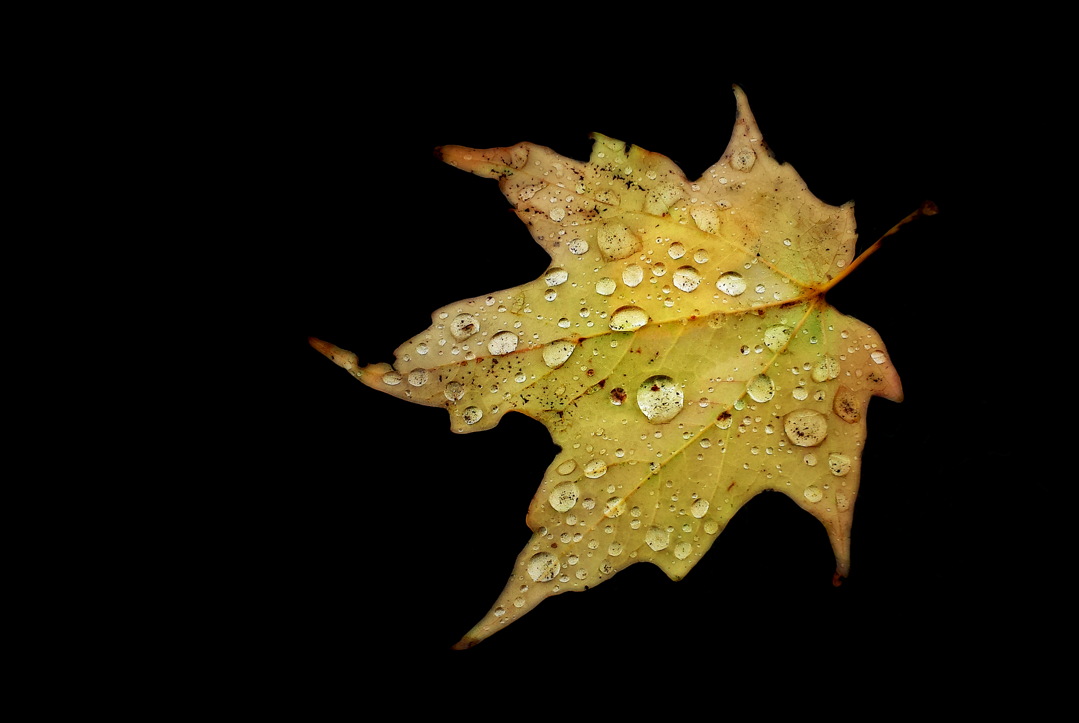 yellowleaf.jpg