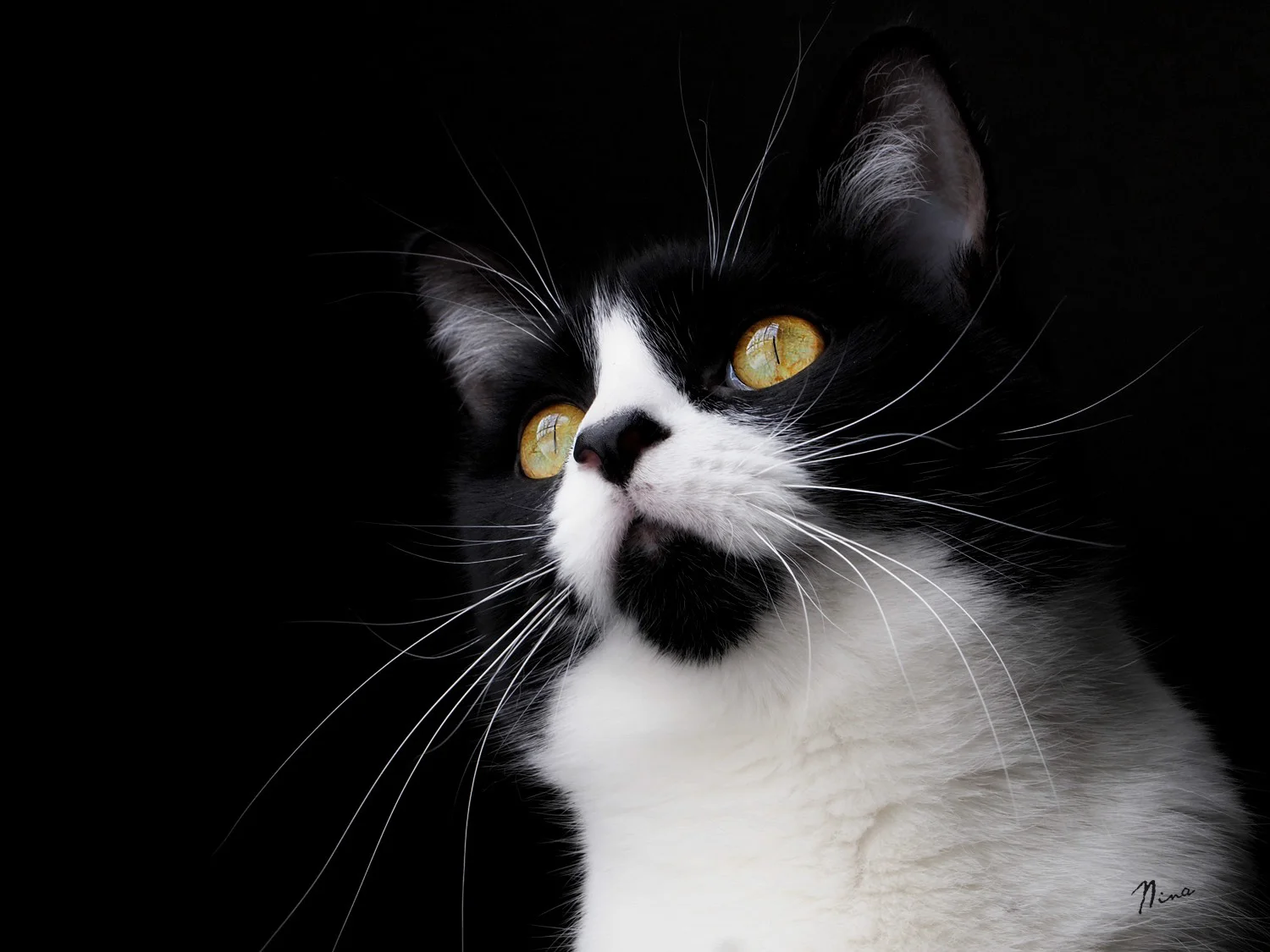 tux2.jpg