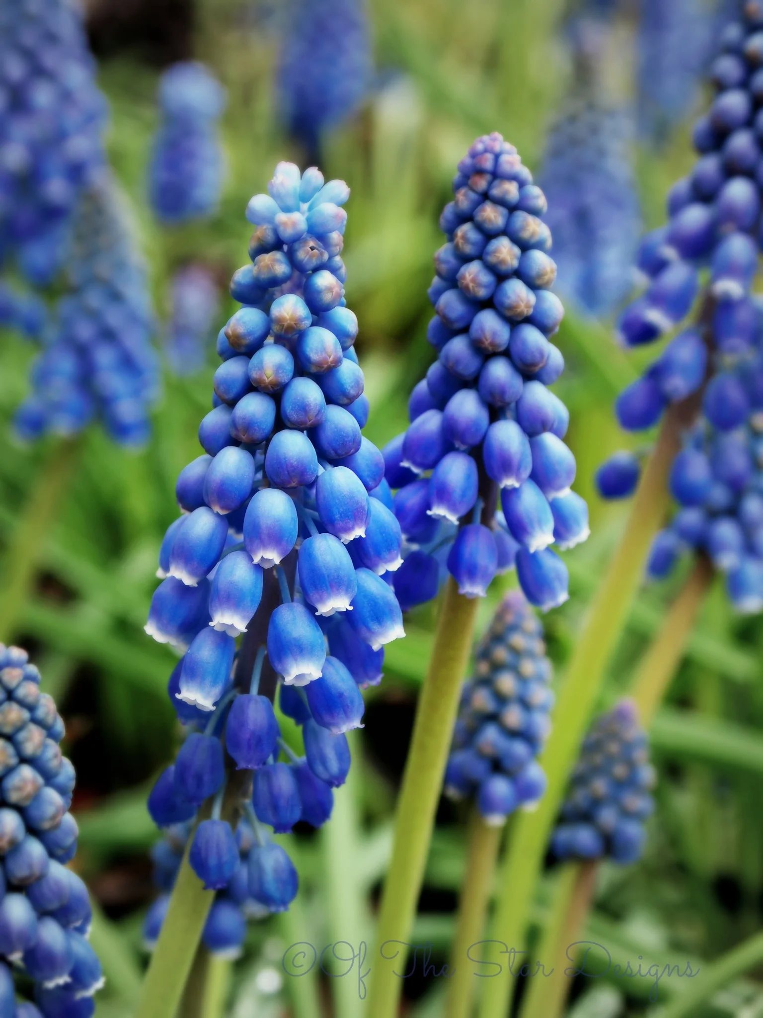 bluebellscopyright.jpg