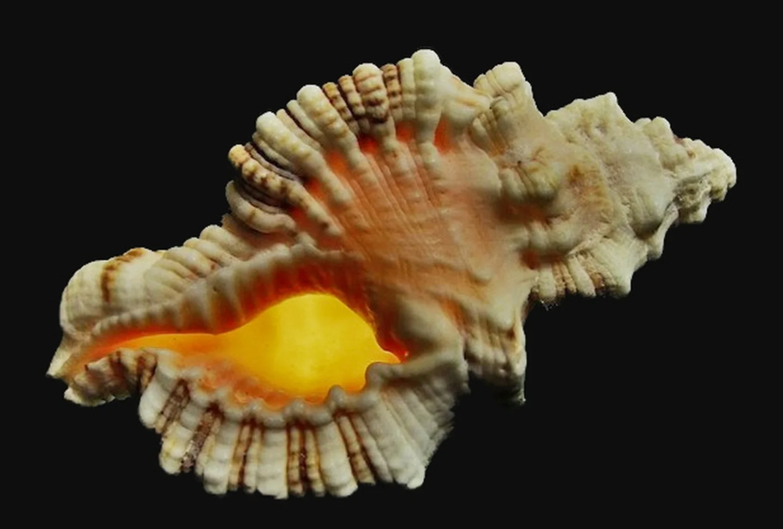 shellcopyBIG.jpg