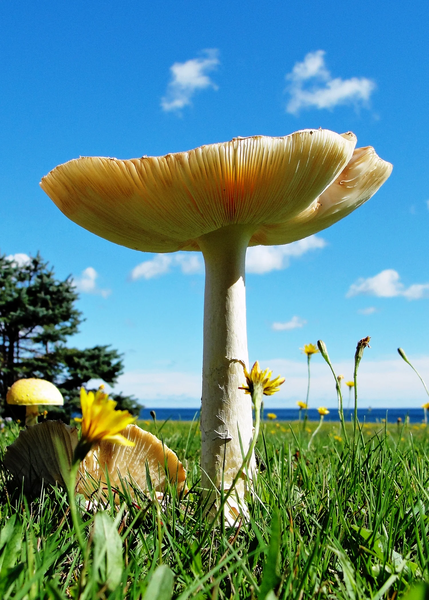 CBmushroom copy.jpg