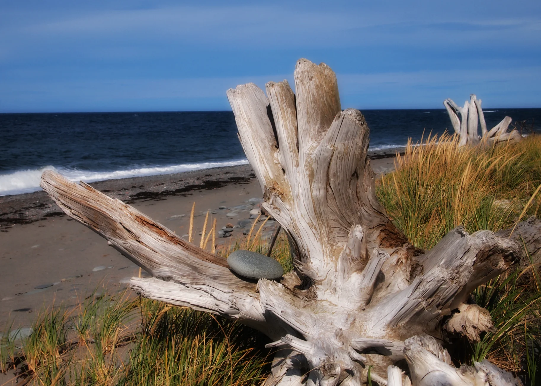 driftwood.jpg