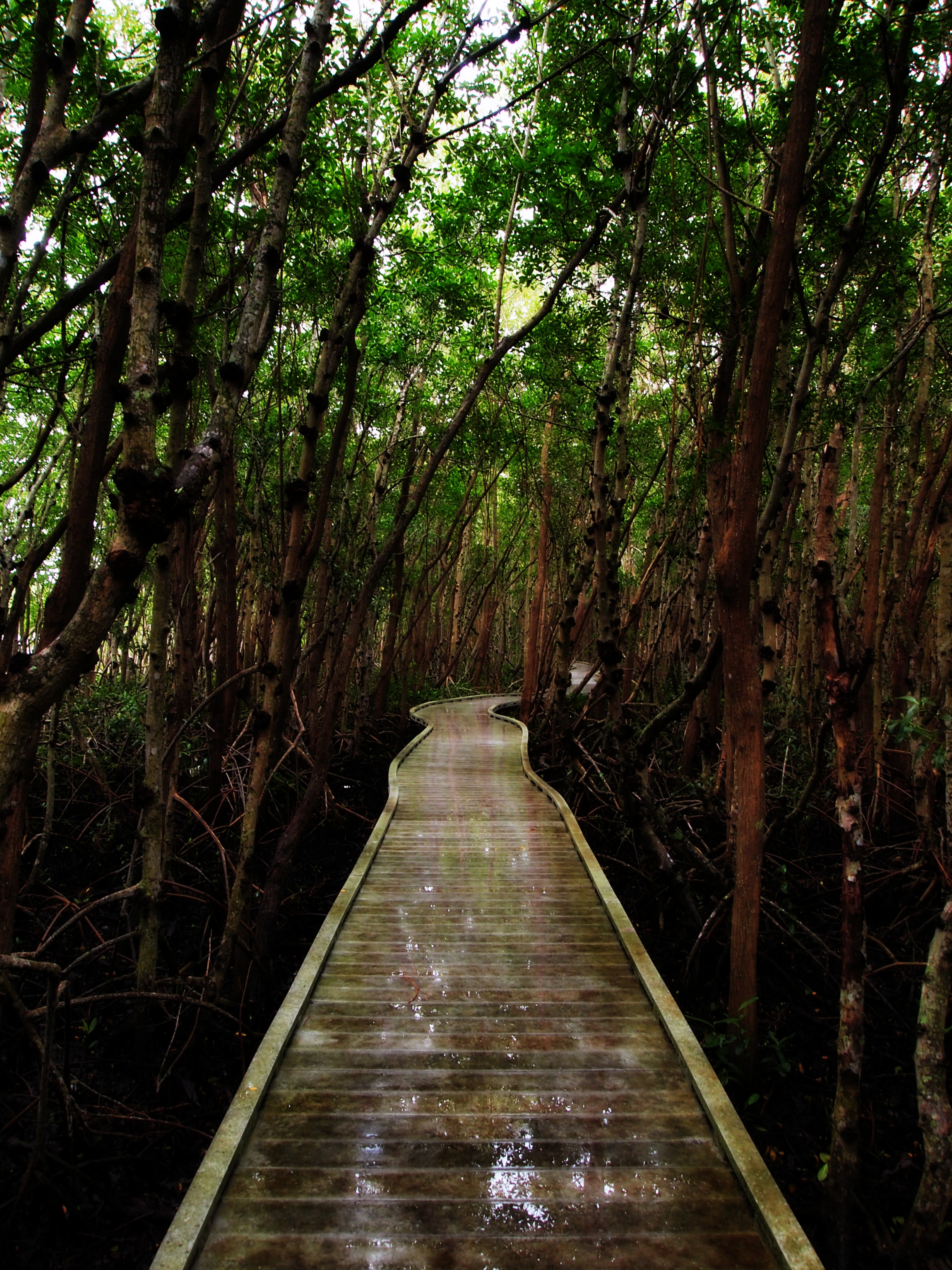 Mangrove Glade