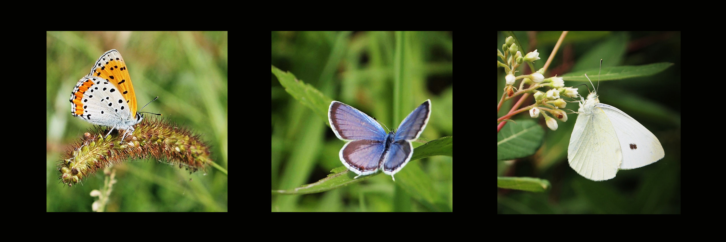 The Magic of Believing