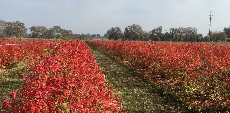  The Cresendo of Fall....