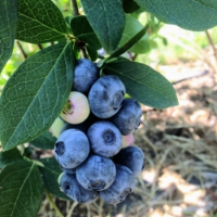 at our farm or at farmer's markets... Seasonal Hours. Closed in Winter and early Spring