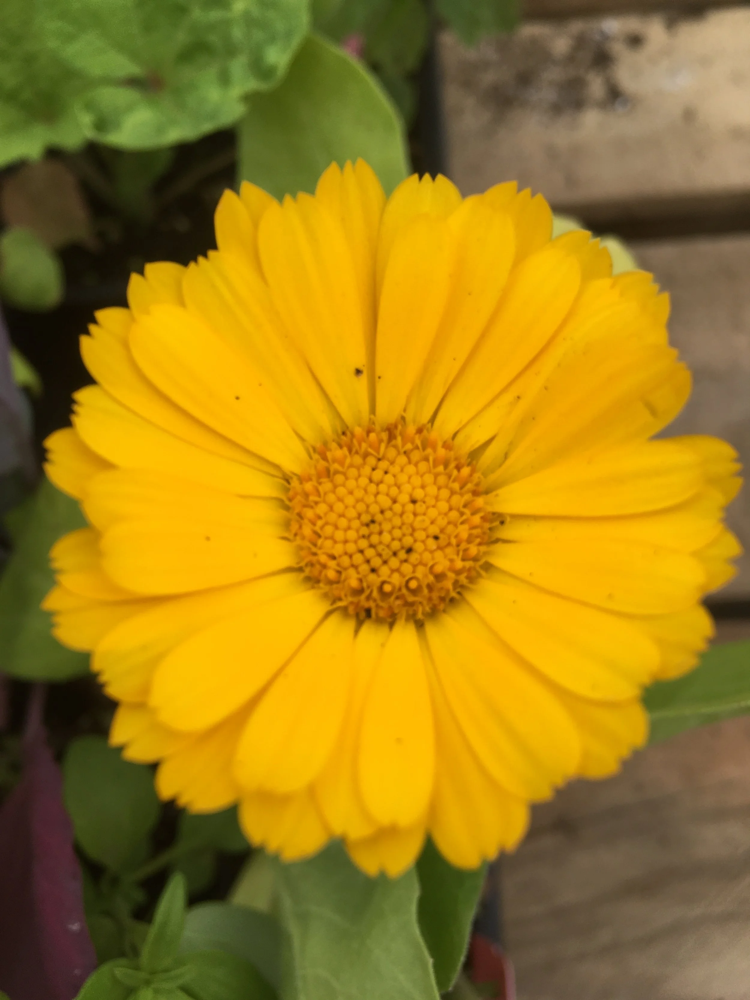 Calendula, organic