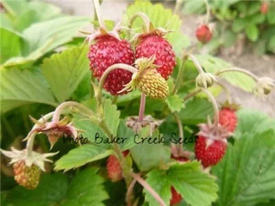 Alexandria Alpine Strawberry (Copy)