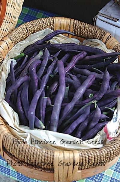 vegetables-purple-trionfo-violetto-bean-60-days-2_400x.jpeg